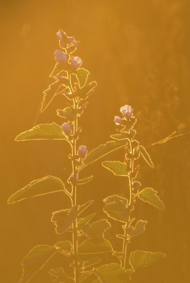 BUITEN BEELD Foto: 51628