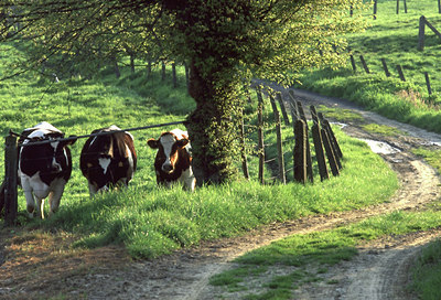 BUITEN BEELD Foto: 51680