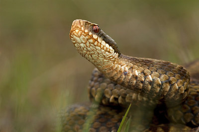 BUITEN BEELD Foto: 51688
