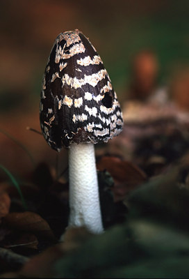 BUITEN BEELD Foto: 51694