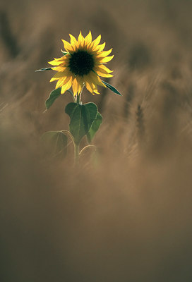 BUITEN BEELD Foto: 51696