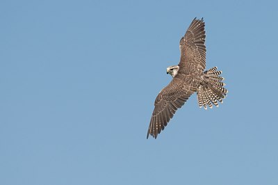 BUITEN BEELD Foto: 51729