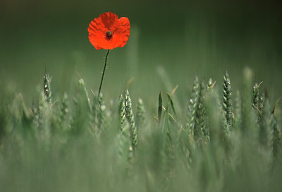 BUITEN BEELD Foto: 51738