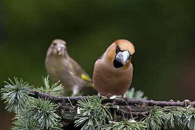 BUITEN BEELD Foto: 51747