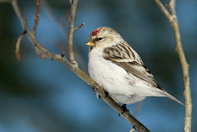 BUITEN BEELD Foto: 51765