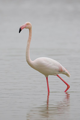 BUITEN BEELD Foto: 51779