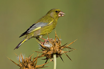 BUITEN BEELD Foto: 51807