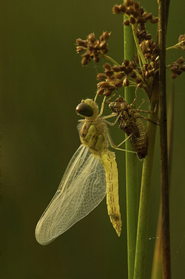 BUITEN BEELD Foto: 51835