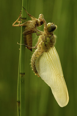 BUITEN BEELD Foto: 51846