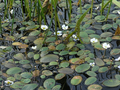 BUITEN BEELD Foto: 51855