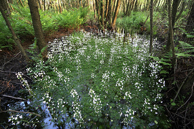 BUITEN BEELD Foto: 51857