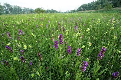BUITEN BEELD Foto: 51861