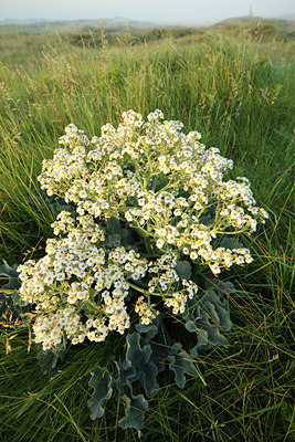 BUITEN BEELD Foto: 51876