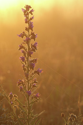 BUITEN BEELD Foto: 51877