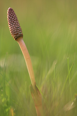 BUITEN BEELD Foto: 51879