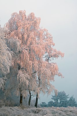 BUITEN BEELD Foto: 51880