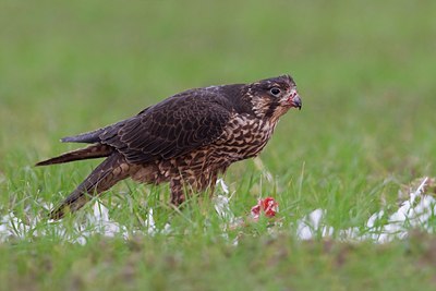 BUITEN BEELD Foto: 51992