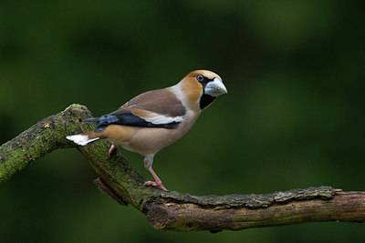 BUITEN BEELD Foto: 52012