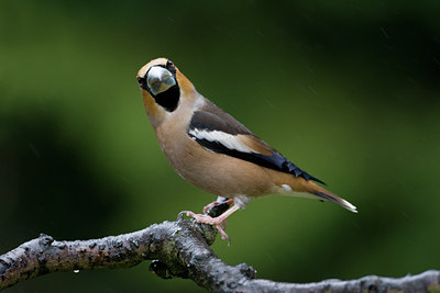 BUITEN BEELD Foto: 52021