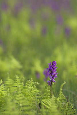 BUITEN BEELD Foto: 52041