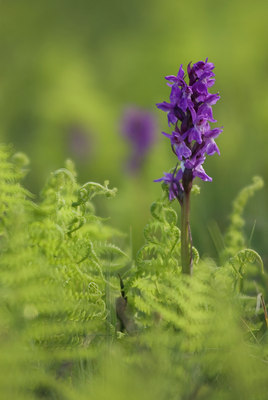 BUITEN BEELD Foto: 52042