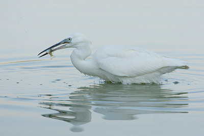 BUITEN BEELD Foto: 52069