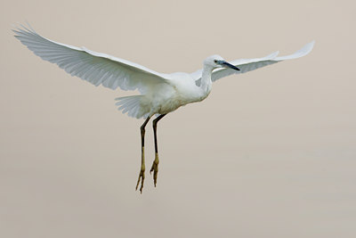 BUITEN BEELD Foto: 52080