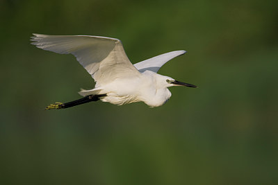 BUITEN BEELD Foto: 52094