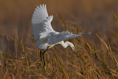 BUITEN BEELD Foto: 52095