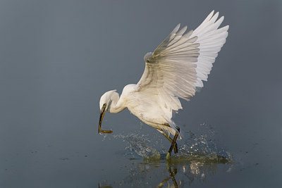 BUITEN BEELD Foto: 52104