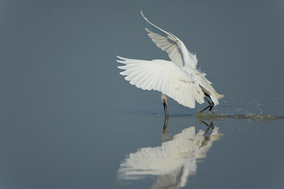 BUITEN BEELD Foto: 52120