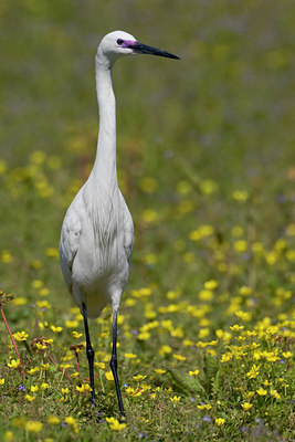 BUITEN BEELD Foto: 52121