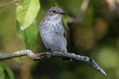 BUITEN BEELD Foto: 52131