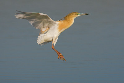 BUITEN BEELD Foto: 52137