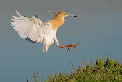 BUITEN BEELD Foto: 52138