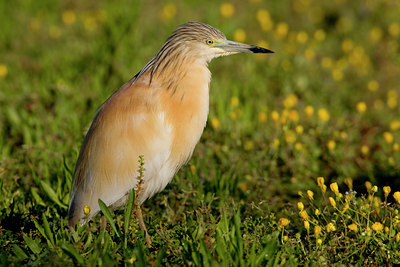 BUITEN BEELD Foto: 52140