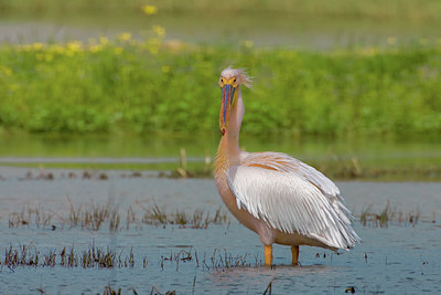 BUITEN BEELD Foto: 52153