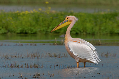 BUITEN BEELD Foto: 52154
