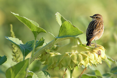 BUITEN BEELD Foto: 52162
