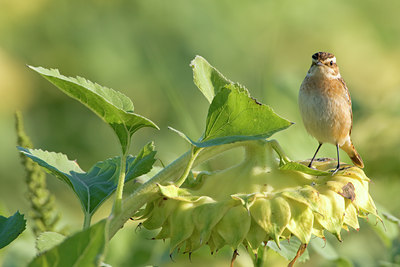 BUITEN BEELD Foto: 52163