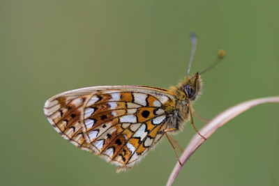 BUITEN BEELD Foto: 52171