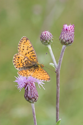 BUITEN BEELD Foto: 52178