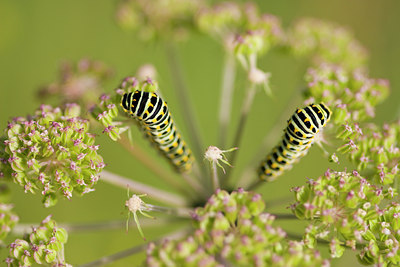 BUITEN BEELD Foto: 52186