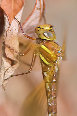 BUITEN BEELD Foto: 52187