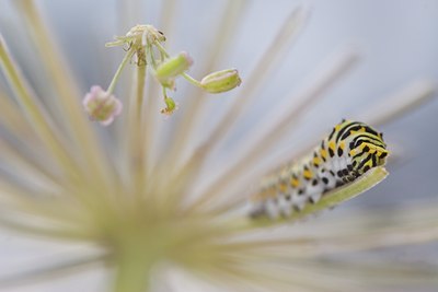 BUITEN BEELD Foto: 52188