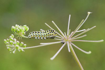 BUITEN BEELD Foto: 52189