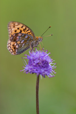 BUITEN BEELD Foto: 52190