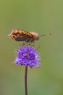 BUITEN BEELD Foto: 52191