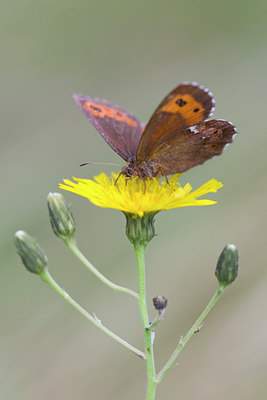 BUITEN BEELD Foto: 52192