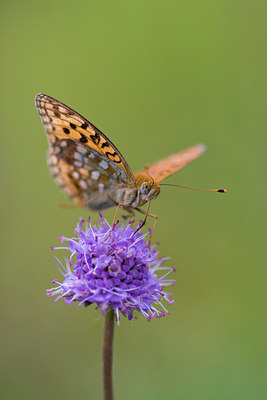 BUITEN BEELD Foto: 52193